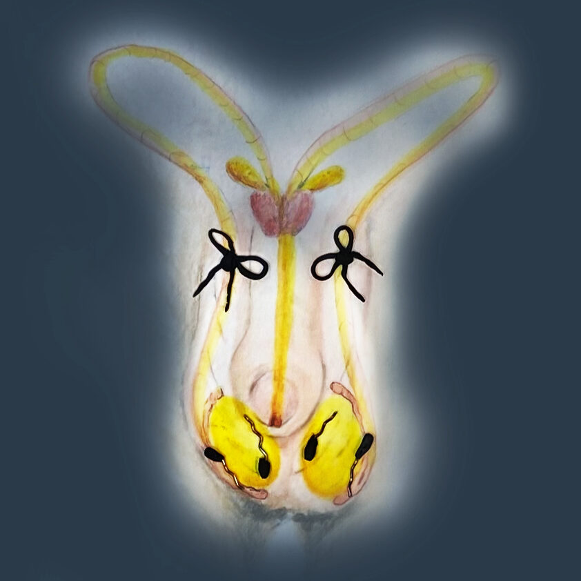 Vasectomía sin bisturí: todo lo que hay que saber